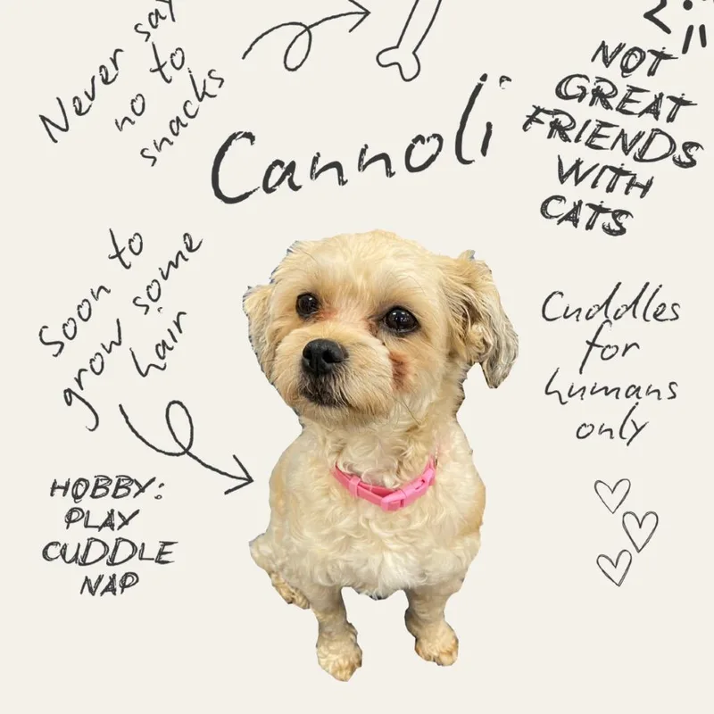 Cannoli thumbnail 4