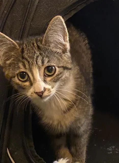 A baby medium-sized male Tabby (Brown / Chocolate) Domestic Short Hair cat named Marvin for adoption in Sterling Heights, MI