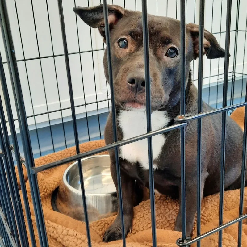 A young medium-sized female Black Pit Bull Terrier dog named Chloe for adoption in Watertown, NY