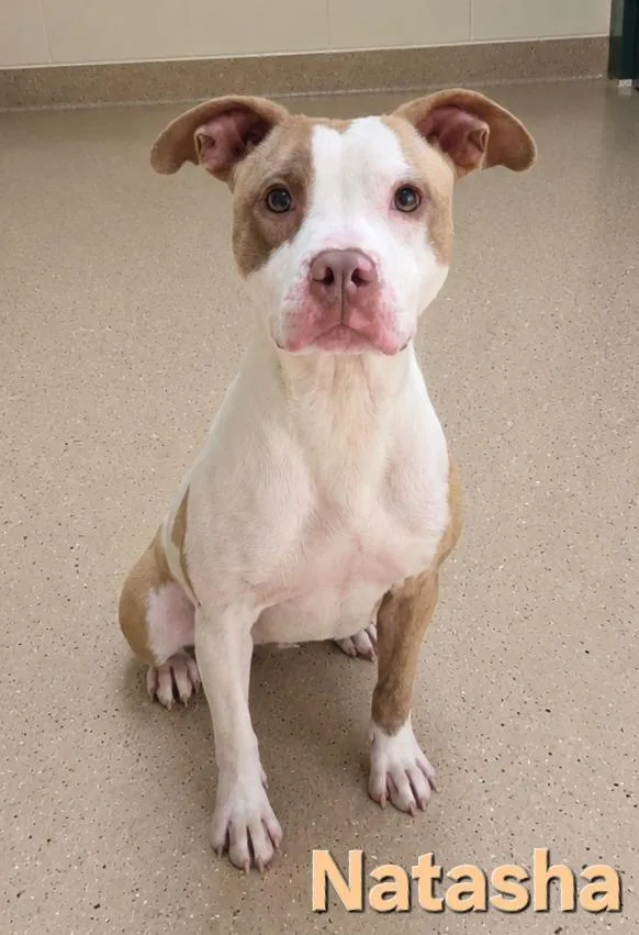 A young medium-sized female Terrier dog named Natasha for adoption in Rutherfordton, NC
