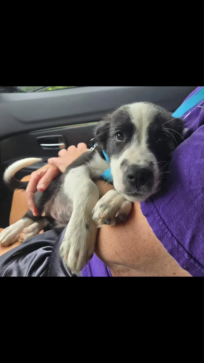 A baby medium-sized female Black Border Collie dog named Ducky for adoption in Wantagh, NY