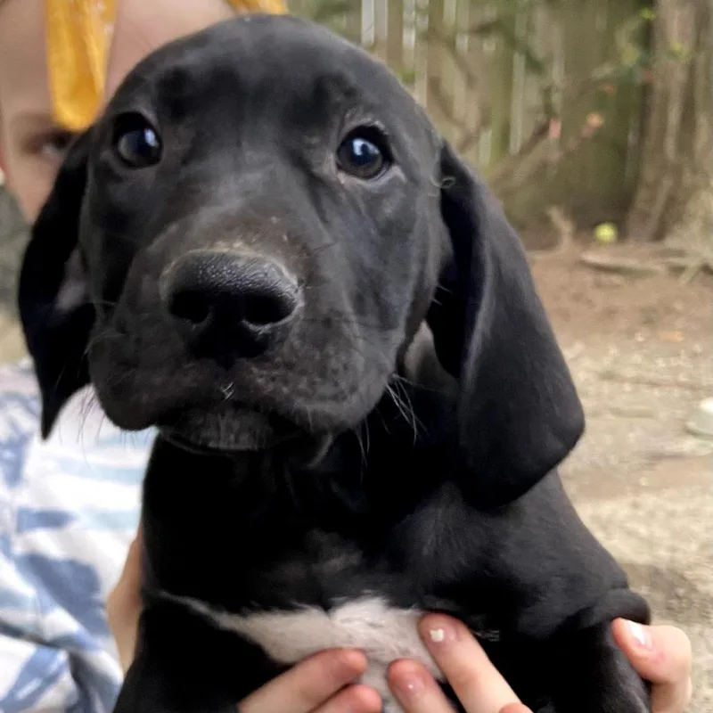 A baby small-sized male Red / Chestnut / Orange Plott Hound dog named Noche for adoption in Southington, OH