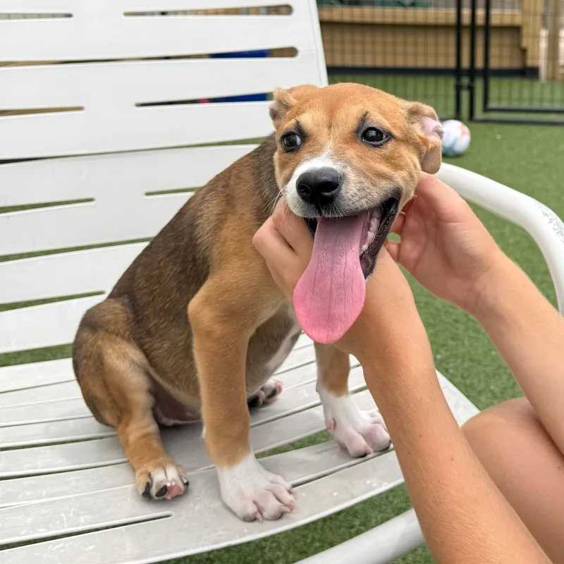 A baby small-sized female Yellow / Tan / Blond / Fawn Labrador Retriever dog named Mckenna for adoption in Houston, TX