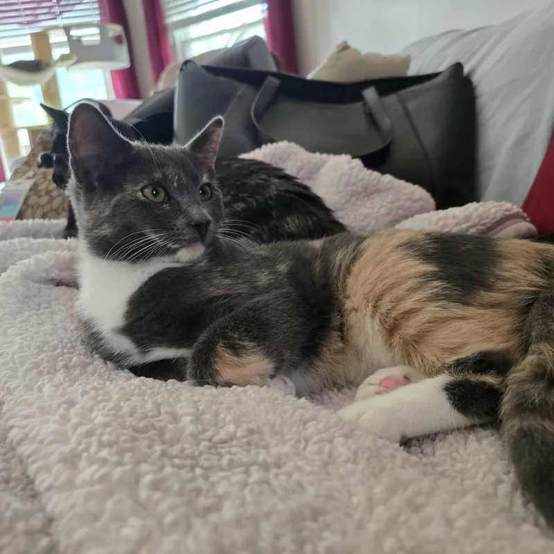 A baby medium-sized female Dilute Tortoiseshell cat named LuAnne for adoption in Woodbridge, NJ