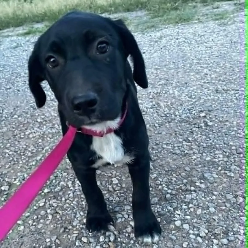 A baby medium-sized female Black Labrador Retriever dog named Socks for adoption in Paramus, NJ