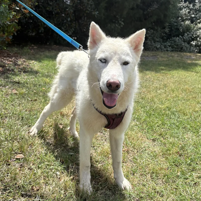 A young large-sized female White / Cream Husky dog named Mineral Water for adoption in Columbia, SC