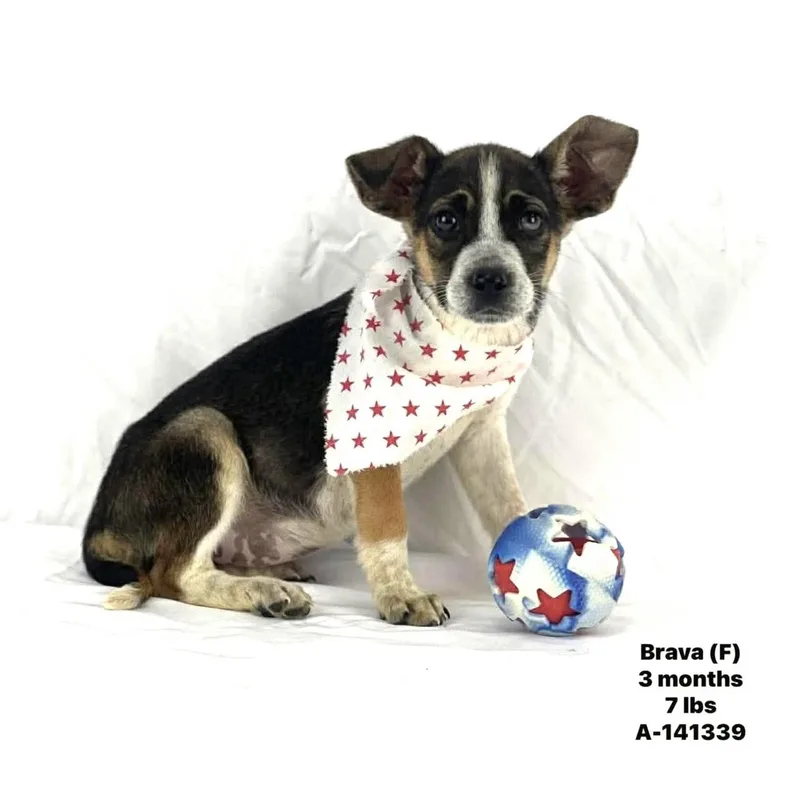 A baby medium-sized female Tricolor (Brown, Black, & White) Rat Terrier dog named Bravalocal April for adoption in Brookshire, TX