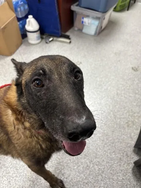 An adult large-sized male Belgian Shepherd / Malinois dog named A for adoption in Pasadena, TX