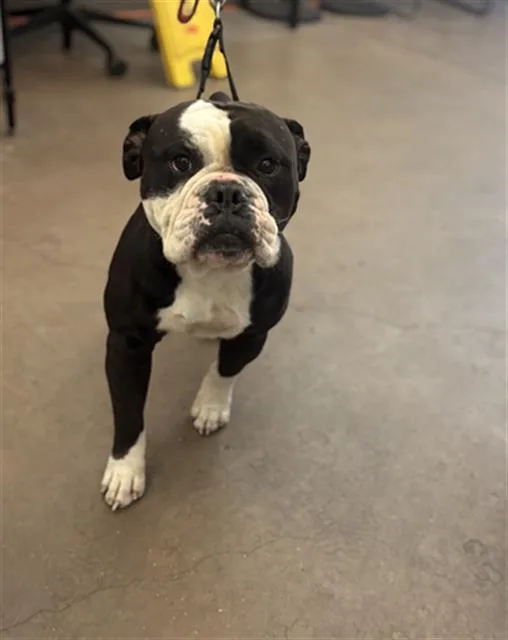 A young medium-sized male English Bulldog dog named Nemasha for adoption in Dallas, TX