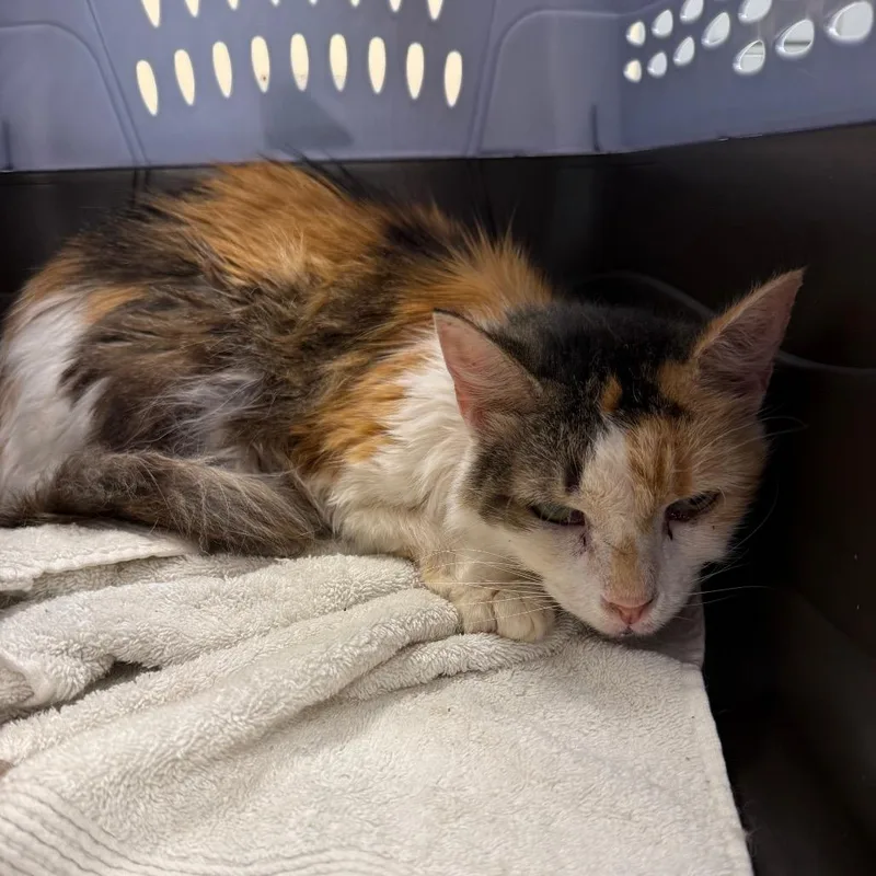 A senior medium-sized female Calico Domestic Long Hair cat named Benny for adoption in Lake Panasoffkee, FL
