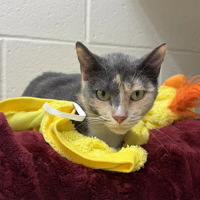 A young small-sized female Domestic Short Hair cat named Baby Grey for adoption in Centerville, MA
