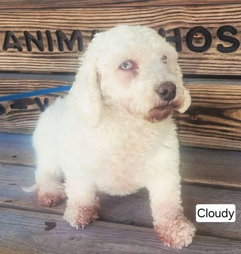 An adult small-sized female White / Cream Miniature Poodle dog named Cloudy for adoption in St. Clairsville, OH
