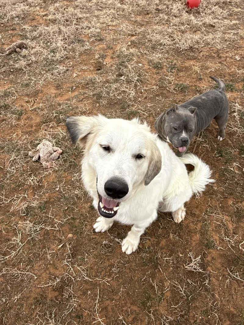 Pineapple thumbnail 3