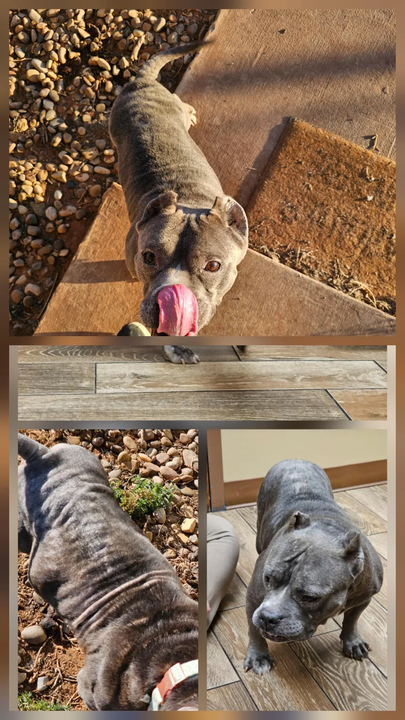 Pineapple thumbnail 4