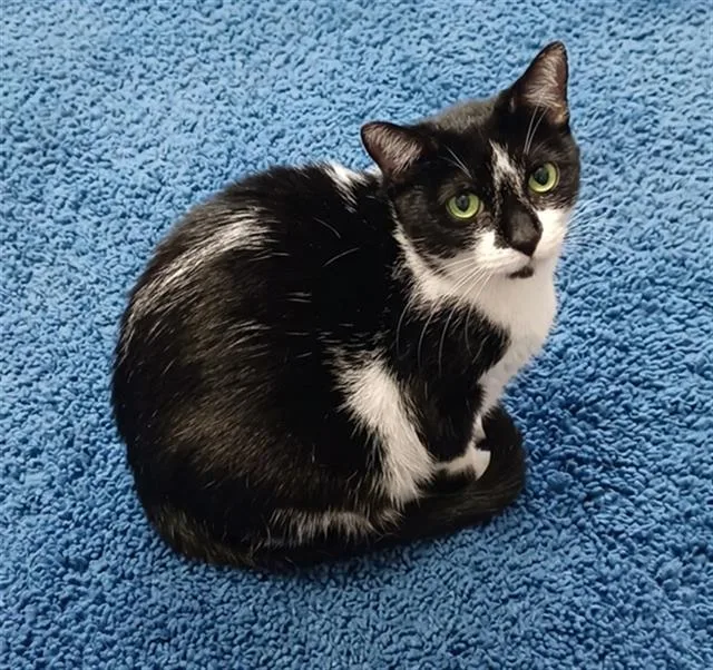 An adult medium-sized female Domestic Short Hair cat named Adiva for adoption in Jacksonville, FL