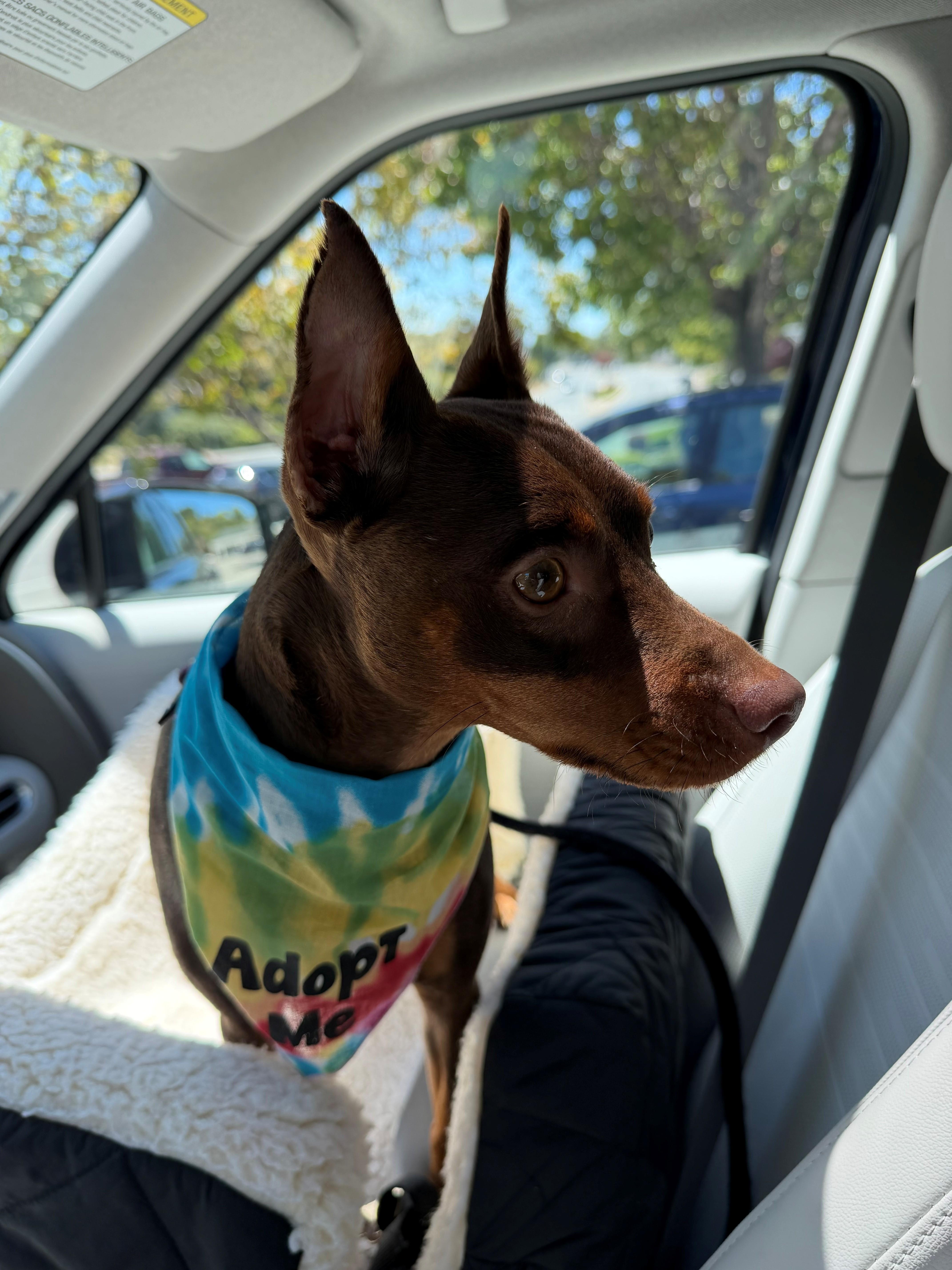 An adult small-sized male Bicolor Miniature Pinscher dog named Kona for adoption in Sacramento, CA