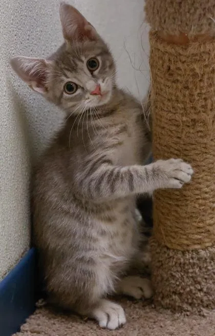 A baby medium-sized male Domestic Short Hair cat named Jazz Man for adoption in Baraboo, WI