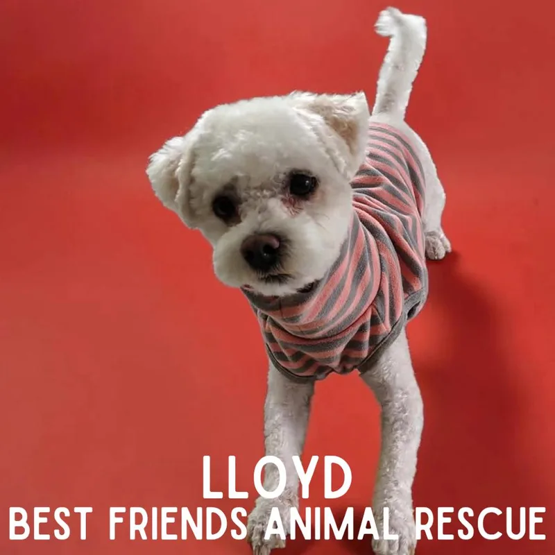 Lloyd