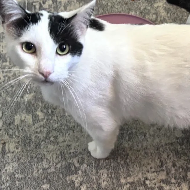 An adult small-sized male White Domestic Short Hair cat named Moo Moo for adoption in Long Beach, CA