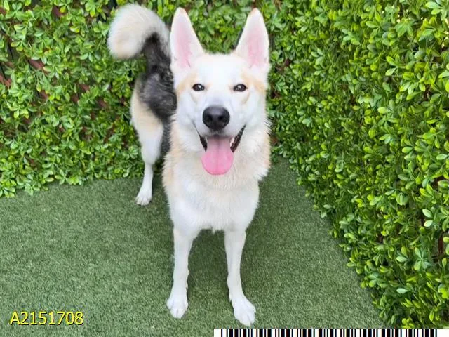 An adult extra large-sized male Mixed Breed dog named Tigre for adoption in West Palm Beach, FL