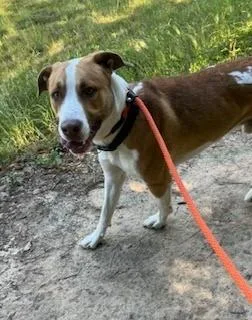 An adult large-sized male Mixed Breed dog named Keema for adoption in Madison, NJ