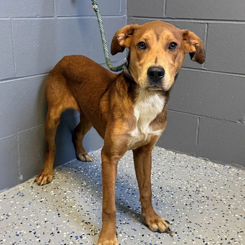 A young medium-sized female Brown / Chocolate Hound dog named Tuscstray for adoption in Tuscaloosa, AL