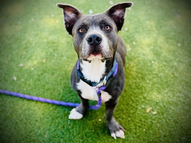An adult medium-sized male Pit Bull Terrier dog named Brodie for adoption in Orlando, FL