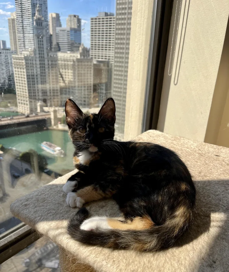A baby medium-sized female Tortoiseshell Domestic Short Hair cat named Sunflower for adoption in Chicago, IL