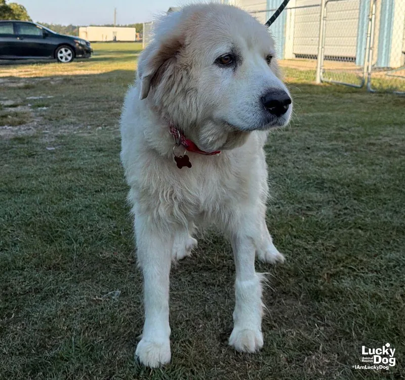 An adult large-sized female Great Pyrenees dog named Juniper for adoption in Washington, DC