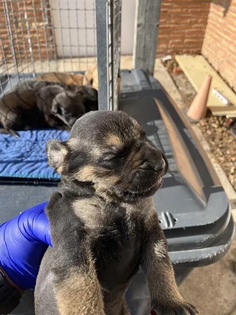 A baby medium-sized male Mixed Breed dog named Lexi for adoption in Dallas, TX