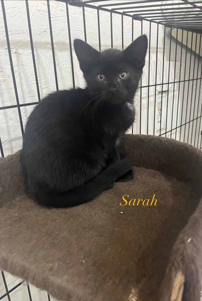 Sarah thumbnail 2