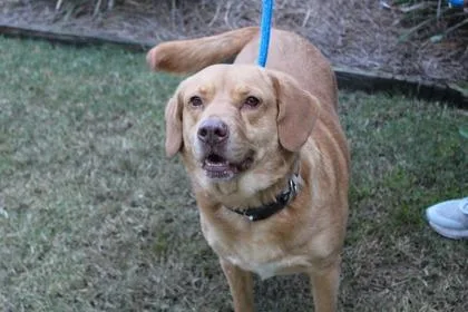 An adult large-sized female Labrador Retriever dog named Ginger for adoption in Brunswick, GA