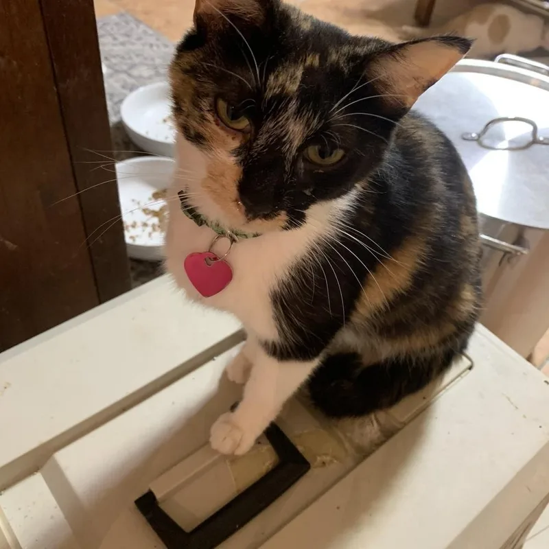 Sweet Momma thumbnail 2