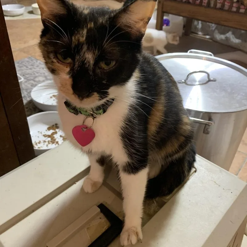 Sweet Momma thumbnail 3