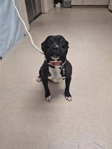 A young medium-sized female Pit Bull Terrier dog named Perry for adoption in Dayton, OH