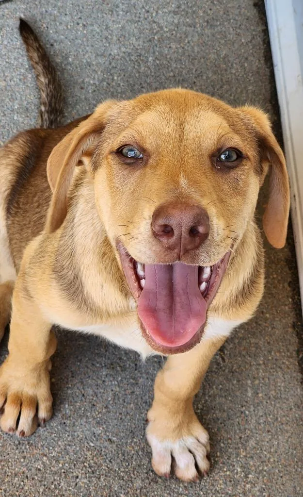 A baby medium-sized male Australian Cattle Dog / Blue Heeler dog named Boysenberry Mousse for adoption in Fort Lupton, CO