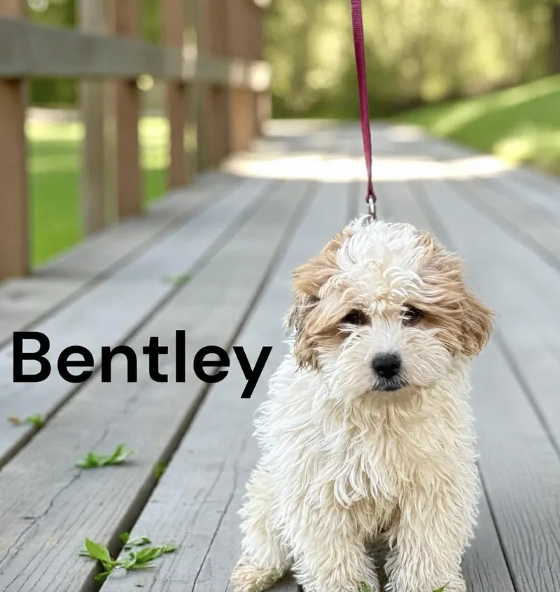 A young small-sized male Maltipoo dog named Bentley for adoption in Allen, TX