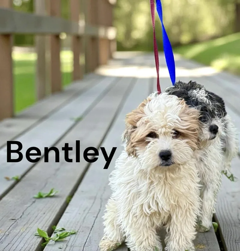 Bentley thumbnail 2