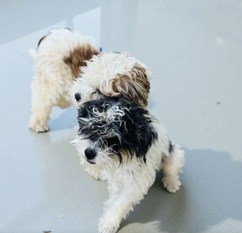 Bentley thumbnail 4