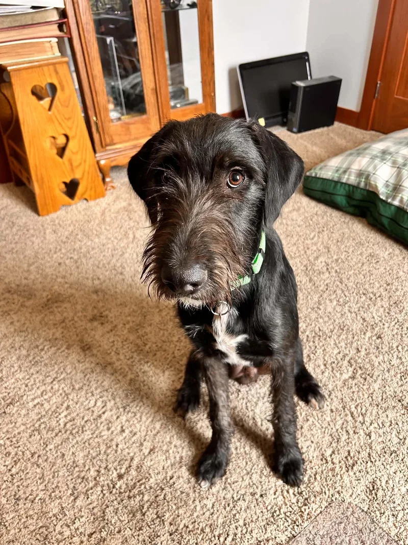 A young large-sized male Black Goldendoodle dog named Salem for adoption in Dysart, IA