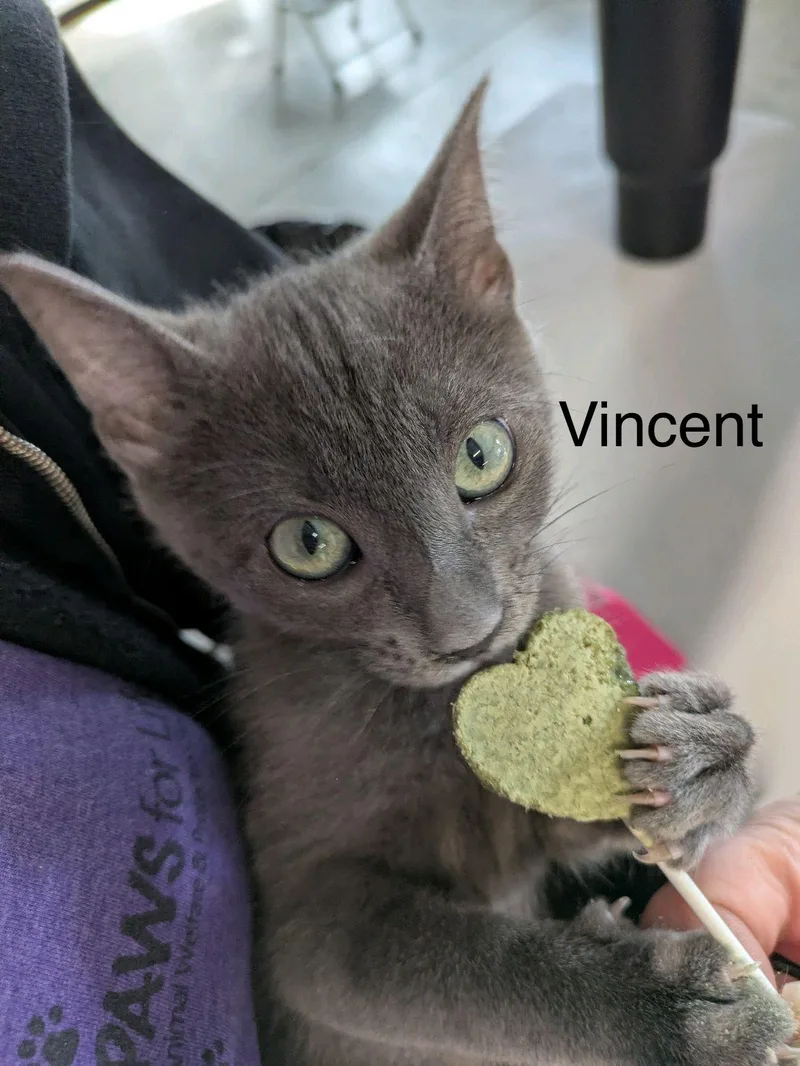 A young medium-sized male Gray / Blue / Silver Domestic Short Hair cat named Vincent Price for adoption in Pueblo, CO