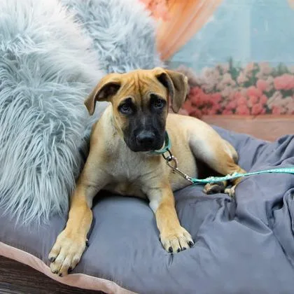 A baby medium-sized male Terrier dog named Ataca for adoption in Fort Worth, TX