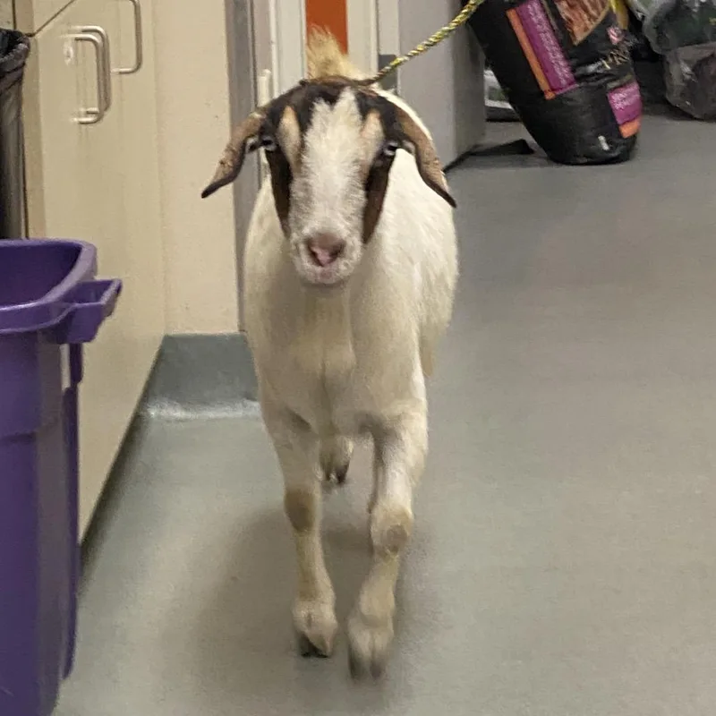 An adult large-sized female White / Cream Mixed Breed dog named Wagsstray for adoption in Westminster, CA