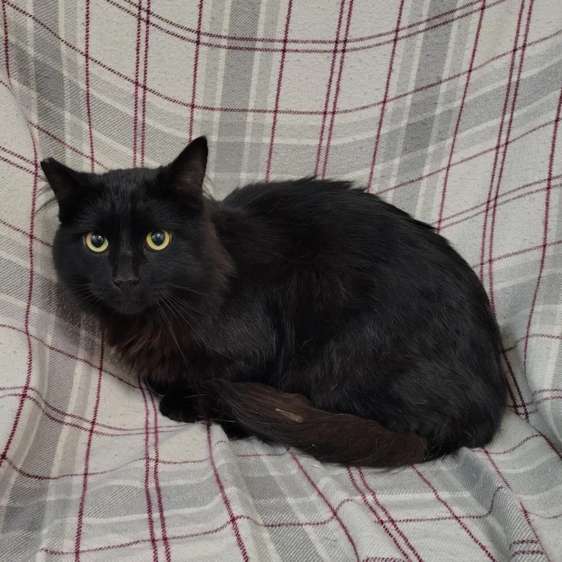 An adult large-sized male Black Domestic Long Hair cat named Salem for adoption in Coos Bay, OR