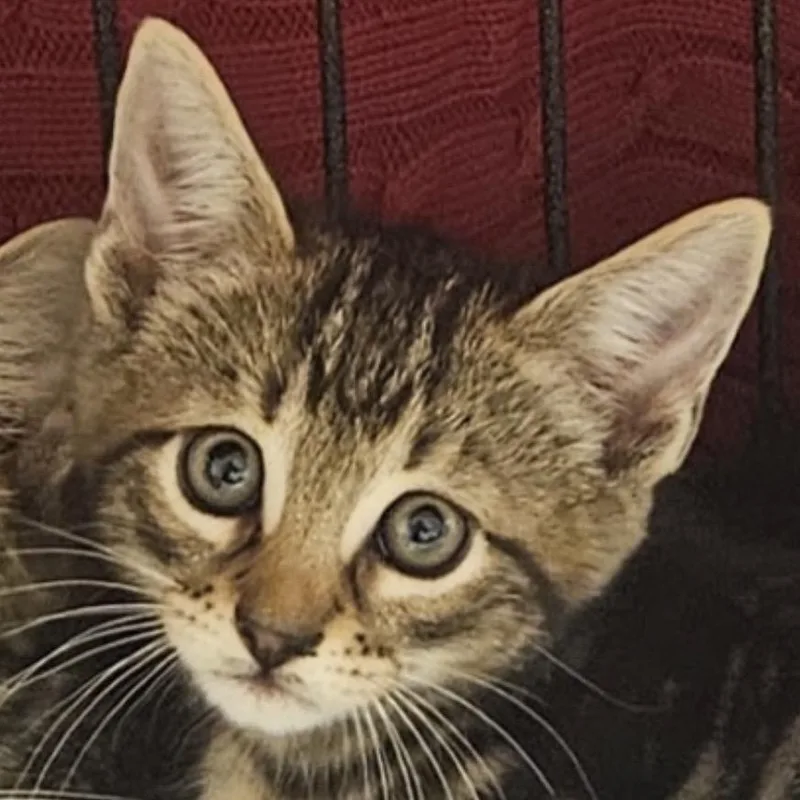 A baby small-sized female Brown / Chocolate Domestic Short Hair cat named Hummingbird for adoption in Danbury, CT