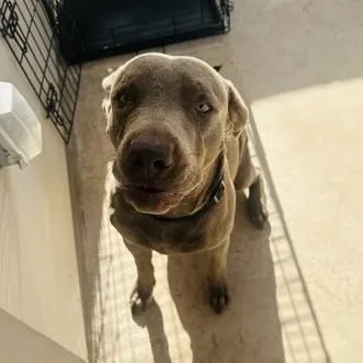 An adult large-sized male Gray / Blue / Silver Labrador Retriever dog named Frisko for adoption in Converse, TX