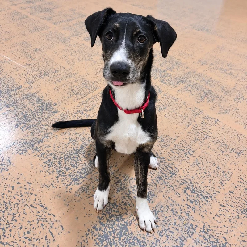 A baby medium-sized female Australian Cattle Dog / Blue Heeler dog named Baby Ruth for adoption in Pembroke, MA