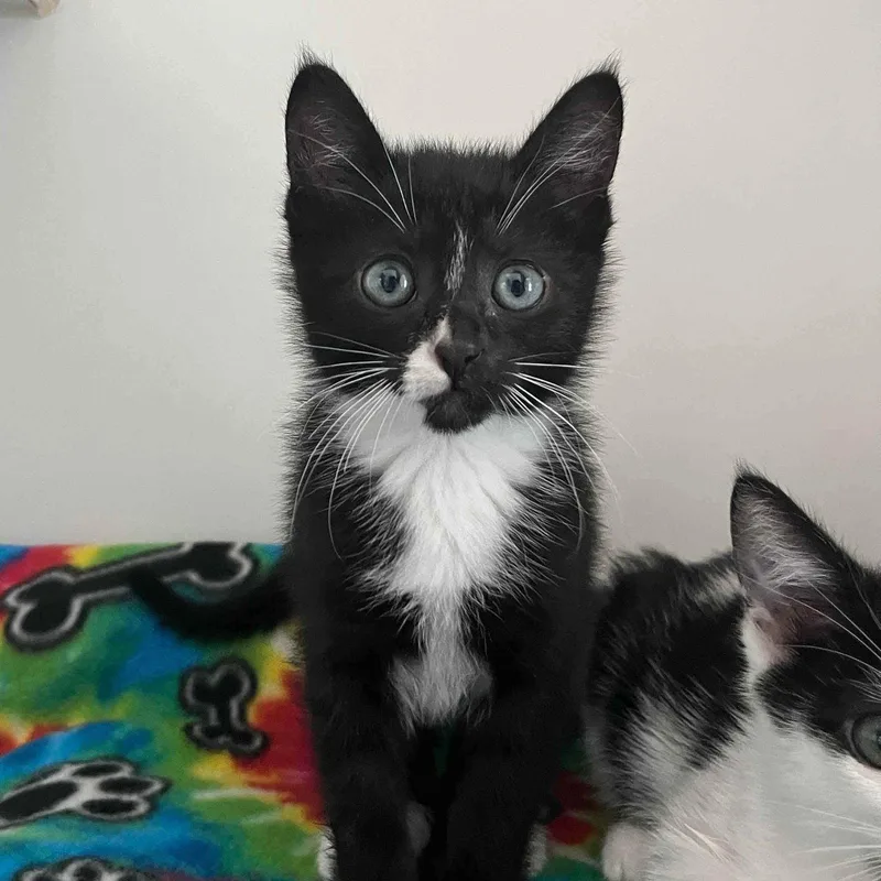 A baby small-sized female Domestic Short Hair cat named Cookie for adoption in Oakland, CA