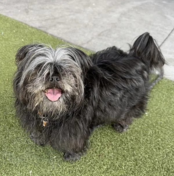 A senior small-sized female Shih Tzu dog named Muffin for adoption in Salt Lake City, UT