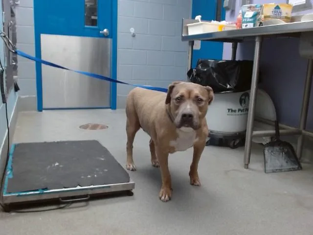 A senior medium-sized male Staffordshire Bull Terrier dog named Guero for adoption in Albuquerque, NM